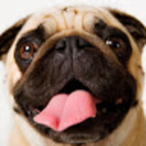 Meet your Posher, Cole dahlia